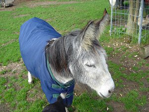 Plonker in her best Sunday Outfit